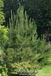 Декоративная посадка крупномера Сосна черная (Pinus nigra)
