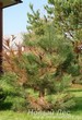 Посадка Сосны черной (Pinus nigra) - дерево болеет после пересадки