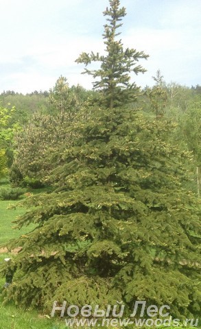 Посадка крупномеров Ель колючая форма зеленая (Picea pungens)