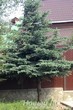 Посадка крупномеров Ели колючей (Picea pungens) стриженые нижние ветви