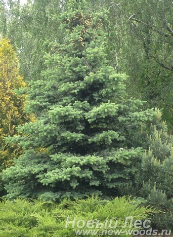 Посадка крупномеров Ели колючей формы сизой (Picea pungens) в хвойном саду