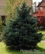 Посадка крупномера Ель колючая форма сизая, стриженая (Picea pungens) - Рождественская ель