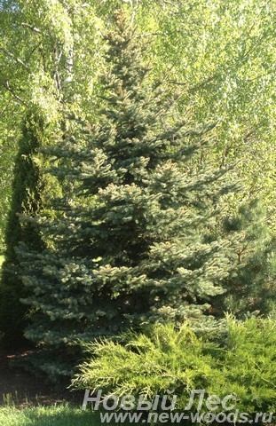 Ель колючая форма сизая (Picea pungens) высажена по плану ландшафтного дизайна