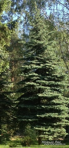 Посадка крупномеров Ели колючей формы сизой (Picea pungens)