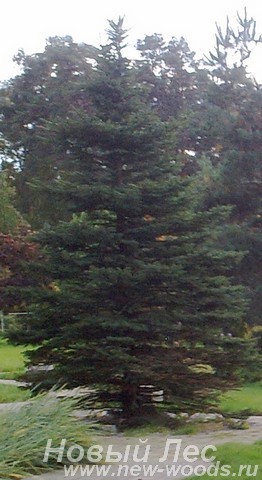 Посадка крупномеров Ели колючей формы зеленой (Picea pungens)
