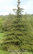 Озеленение: посадка крупномеров Ели колючей формы зеленой (Picea pungens)