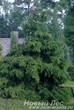 Посадка крупномеров Ели обыкновенной Акрокона (Picea abies Acrocona)