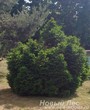 Посадка крупномеров Ели обыкновенной Барри (Picea abies Barryi) в ландшафте