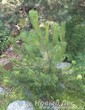 Посадка Сосны горной (Pinus mugo)