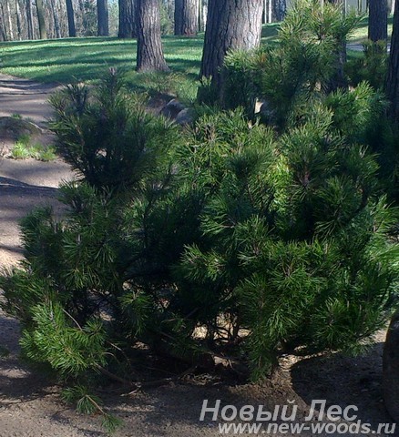 Посадка дерева Сосна горная (Pinus mugo)