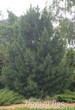Посадка Сибирского кедра (Сосны сибирской кедровой, Pinus sibirica)